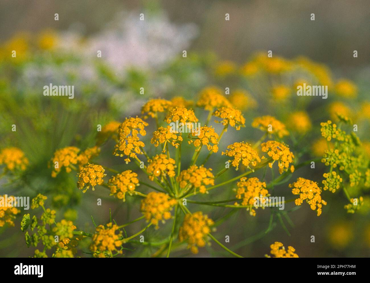 Tapsia (Thapsia garganica e carota selvatica (Daucus carotae) Stock Photo