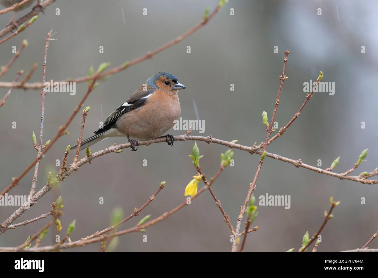A Male Chaffinch (Fringilla Coelebs) Perched on a Forsythia Branch in Spring with Flowers and Buds Visible Stock Photo