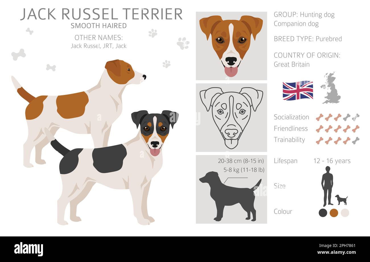 Jack Russel terrier in different poses and coat colors. Smooth coat and