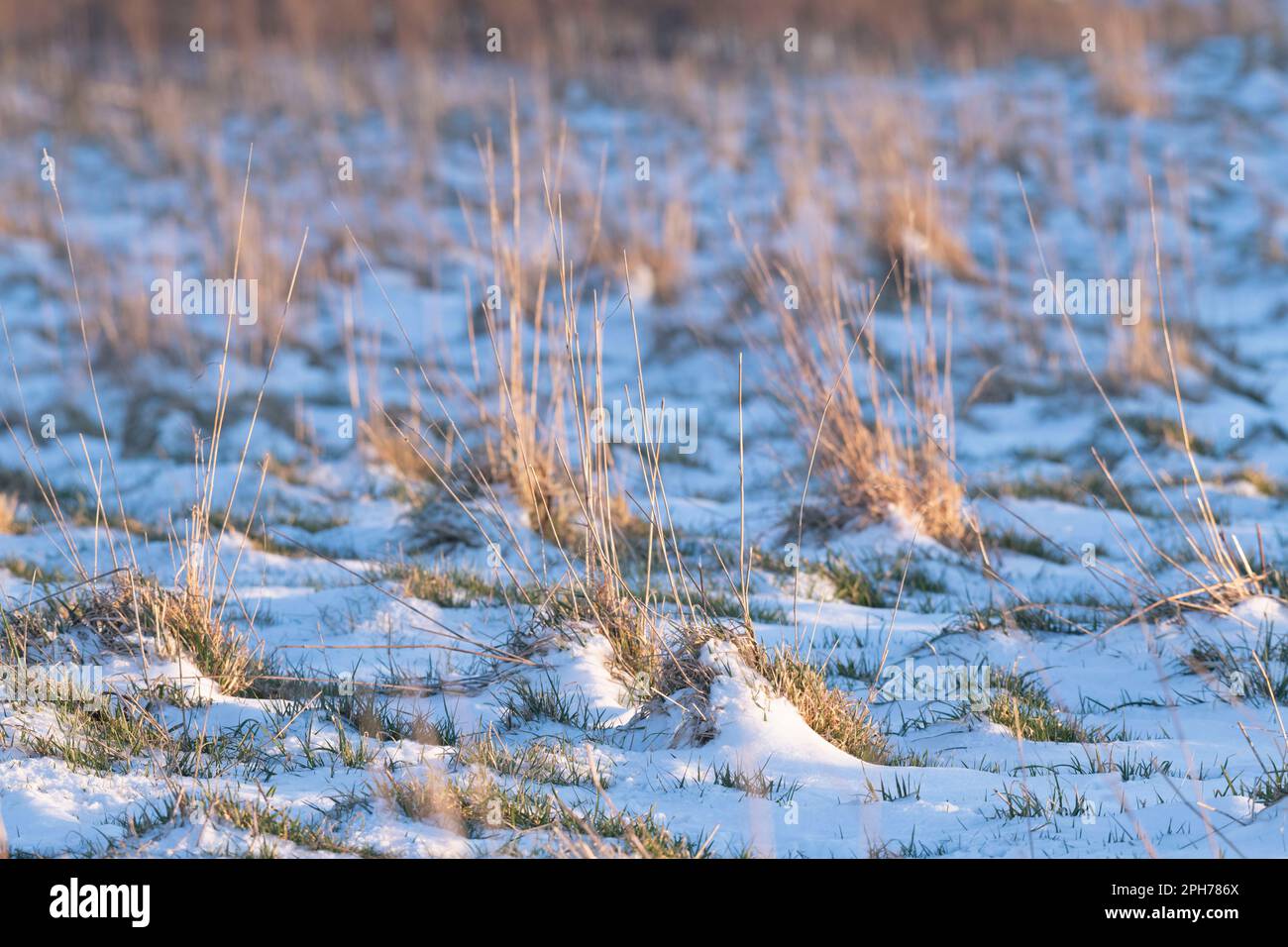 Late Afternoon Sunlight on Tussocks of Grass Growing on a Snow-covered Heath Stock Photo