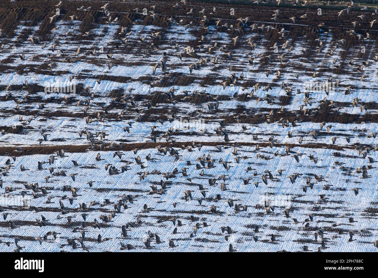 A Large Flock of Pink-footed Geese (Anser Brachyrhynchus) Flying Over a Snow-covered Ploughed Field in Late Afternoon Sunshine Stock Photo