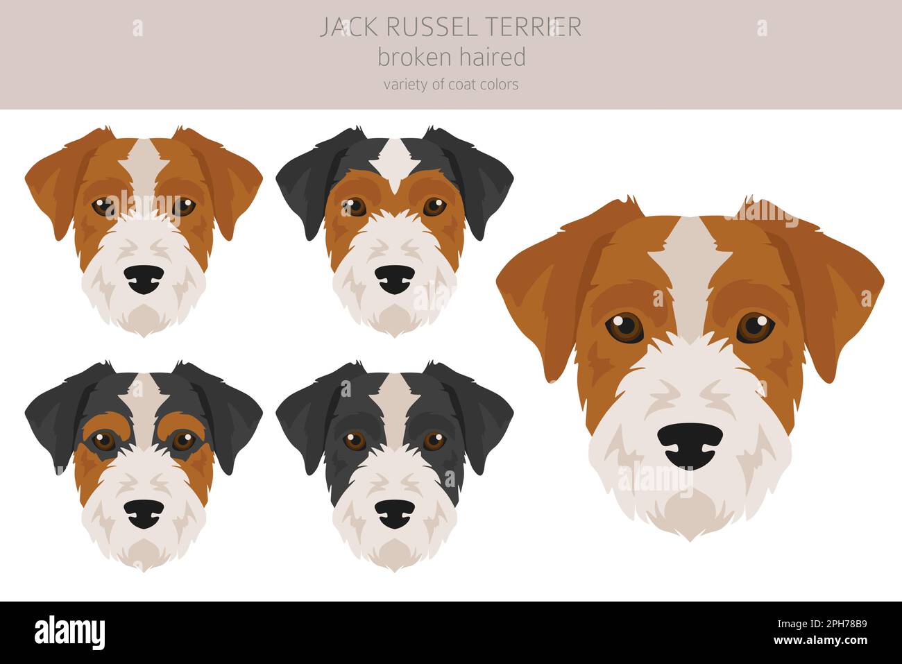 Jack Russel terrier in different poses and coat colors. Smooth coat and