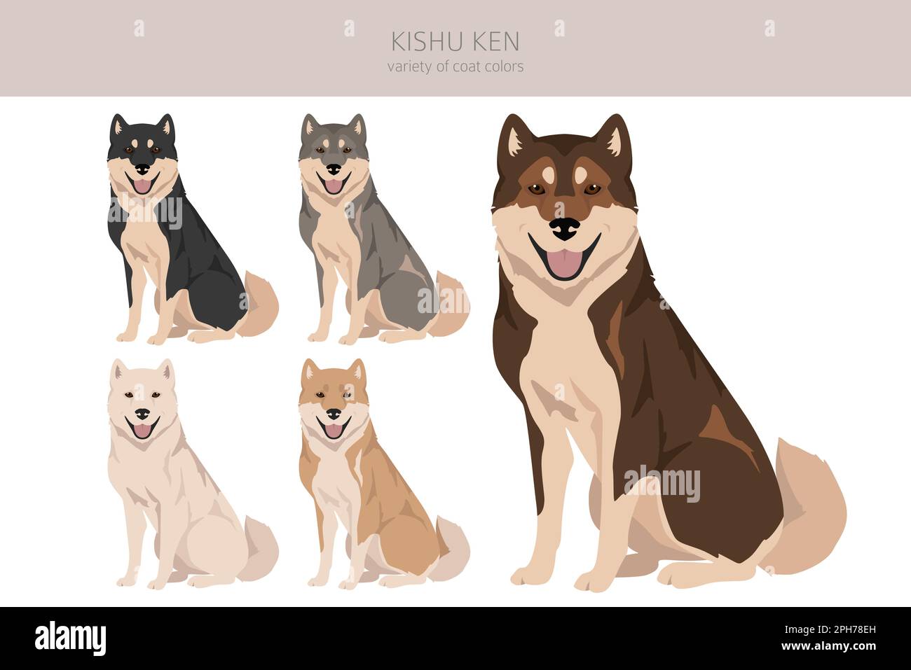 Kishu Ken clipart. Different poses, coat colors set.  Vector illustration Stock Vector