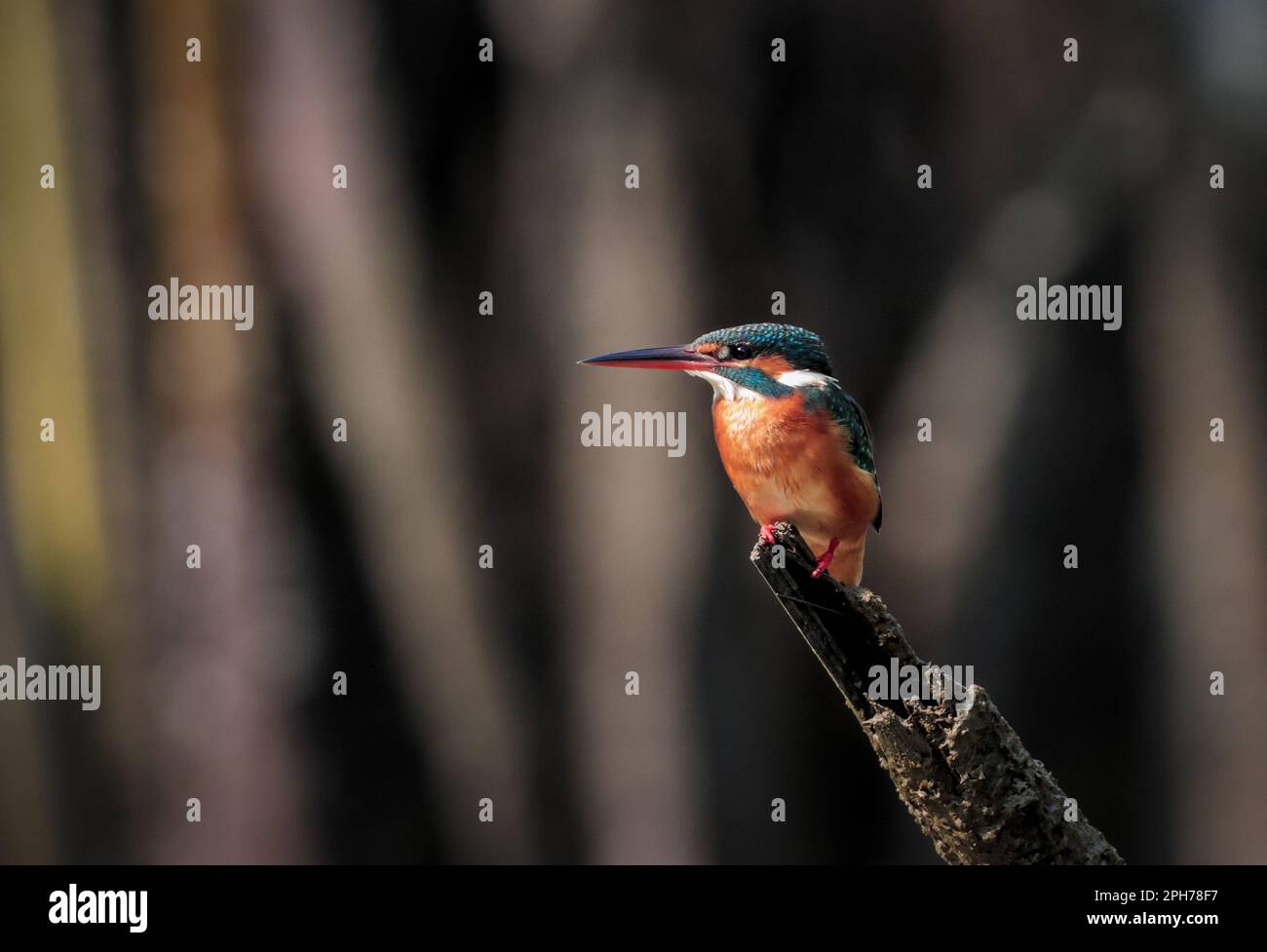 The common kingfisher (Alcedo atthis),also known as the Eurasian kingfisher sitting on a branch catching fish.this photo was taken from Sundarbans. Stock Photo