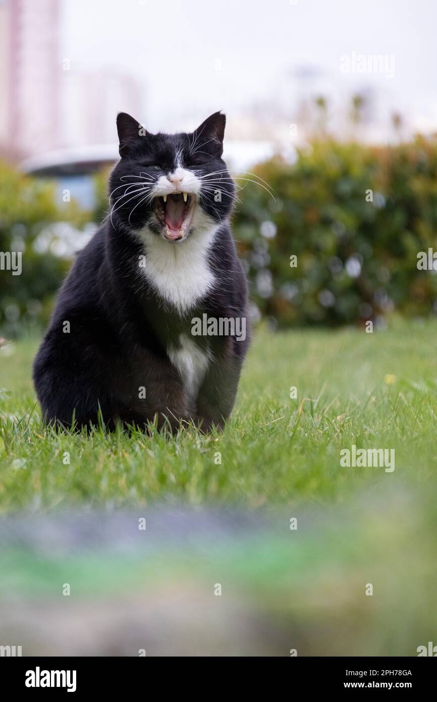 Black cat yawning on the grass Stock Photo Alamy