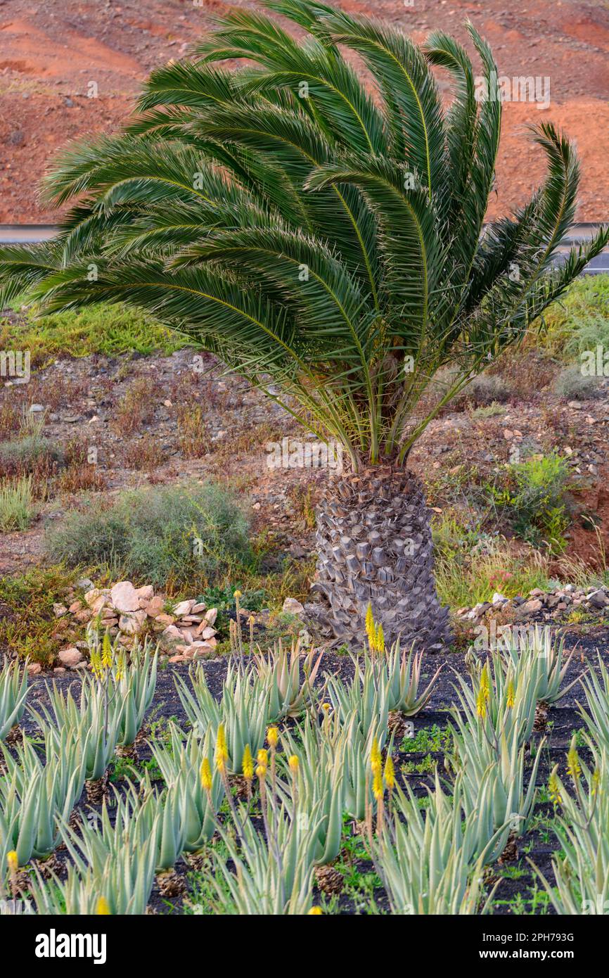 item Oneerlijkheid nerveus worden Aloe vera plantation, cultivation of aloe vera, healthy plant used for  medicine, cosmetics, skin care, decoration, Fuerteventura, Canary Islands,  Spai Stock Photo - Alamy