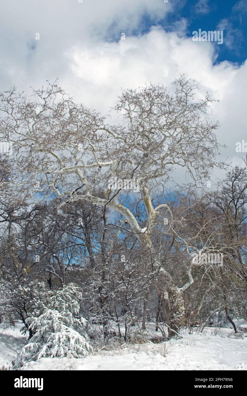 Arizona Sycamore Tree (Platanus wrightii) after a spring snow Stock Photo