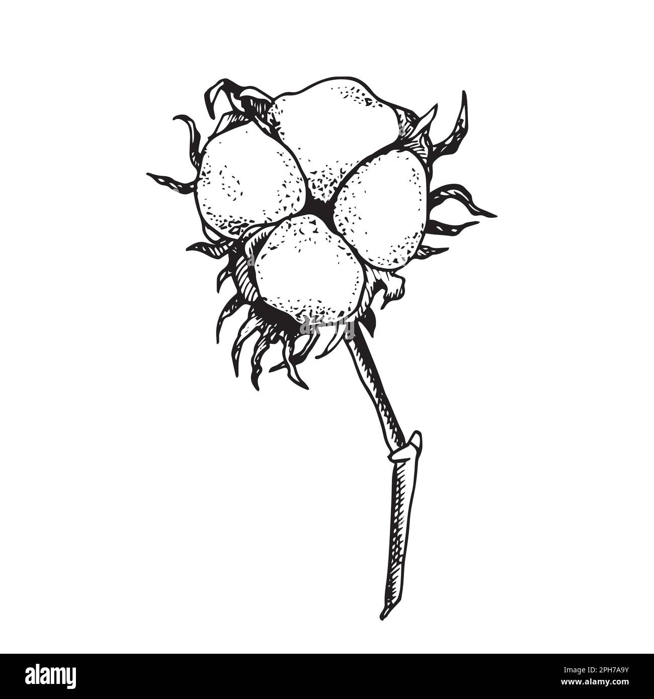 Cotton flower. Floral botanical flower. Isolated illustration element