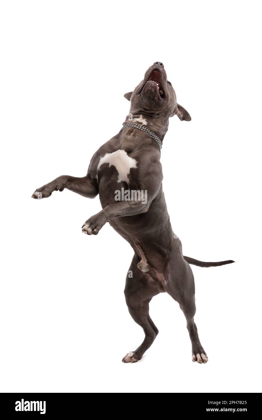 Pitbull dog sale dancing