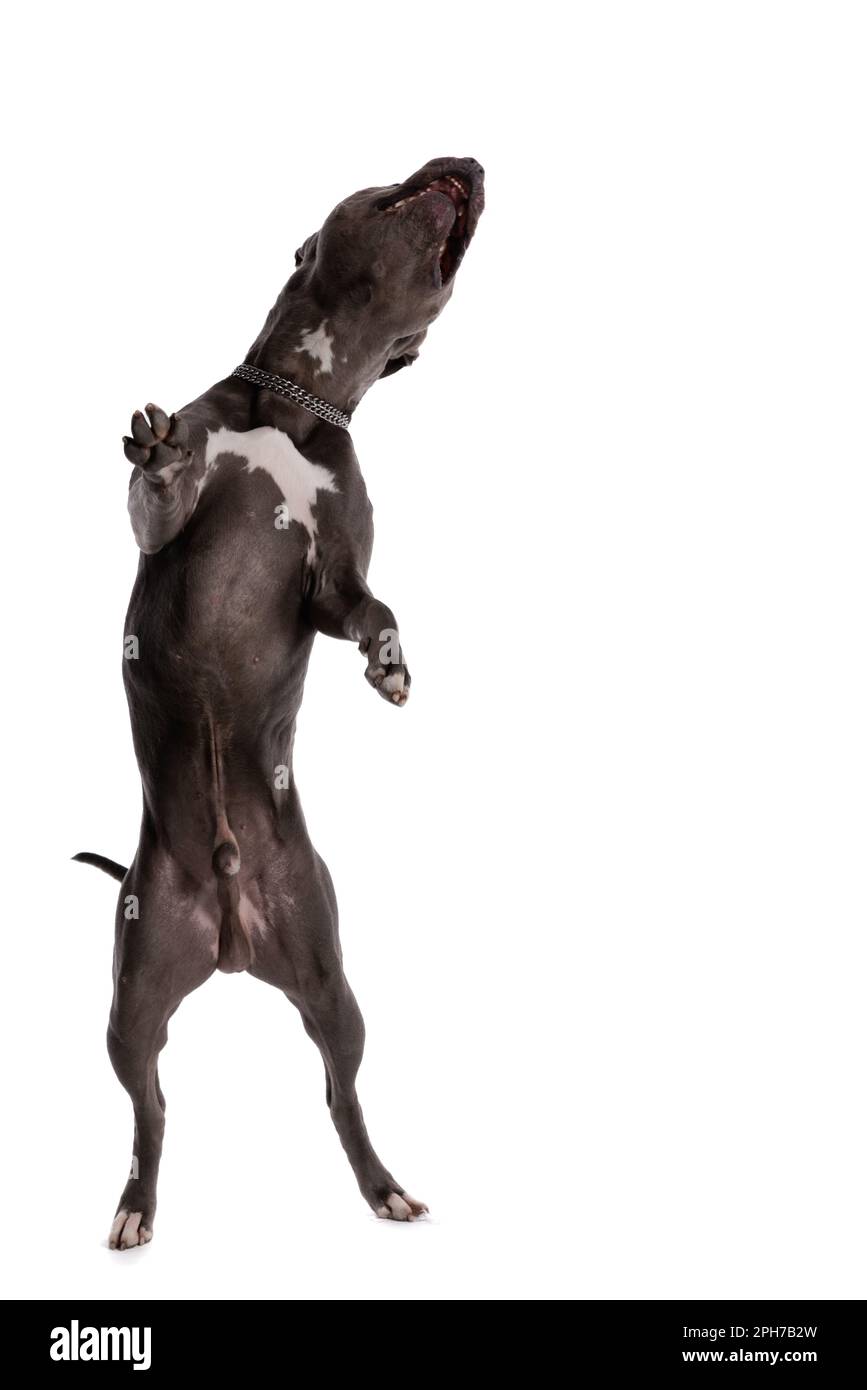 Picture of sweet American Staffordshire Terrier dog having a good time dancing, wearing a leash at neck against white studio background Stock Photo