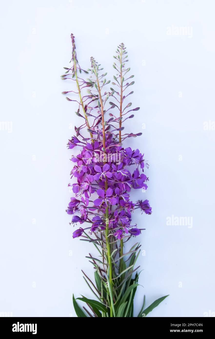 Flowering fireweed or Chamaenerion angustifolium plant. Rosebay, Willowherbs. Purple medical flowers Stock Photo