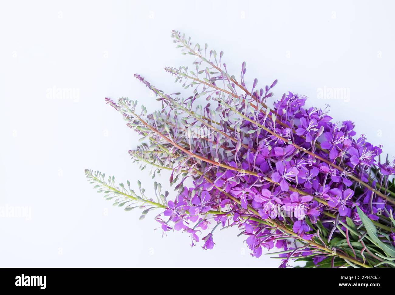 Flowering fireweed or Chamaenerion angustifolium plant. Rosebay, Willowherbs. Purple medical flowers Stock Photo