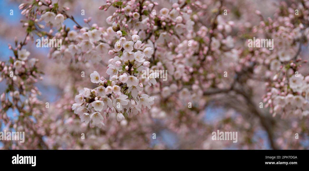 Stunning Yoshino cherry tree blossom, flowering at the RHS Wisley