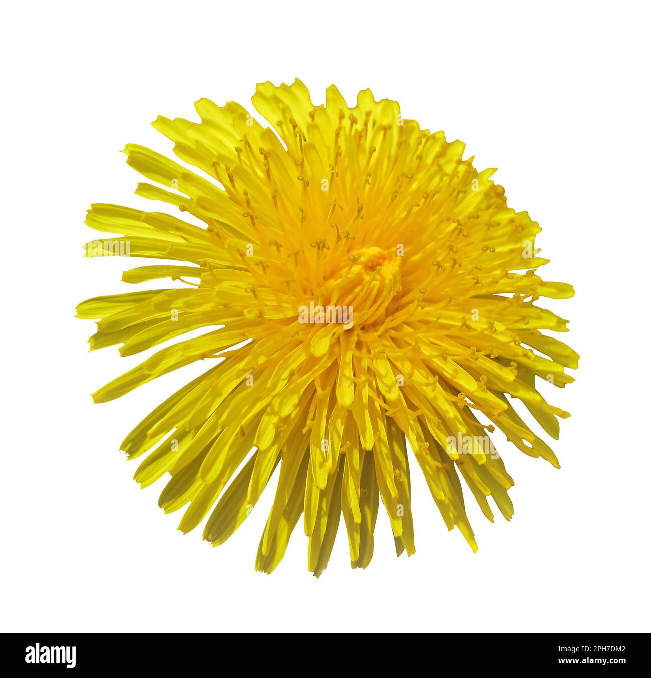 Blossoming Dandelion Yellow Head cutout isolated on white background, macro photo. Dandelion flower head with clipping path. Taraxacum head in white s Stock Photo