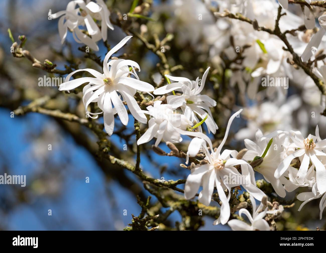 Close up of beautiful white magnolia flowers, photographed in spring in ...