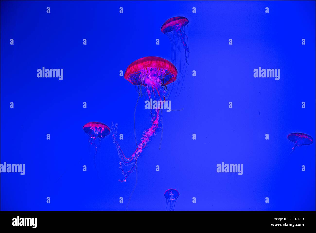 Macro shooting underwater jellyfish Stock Photo