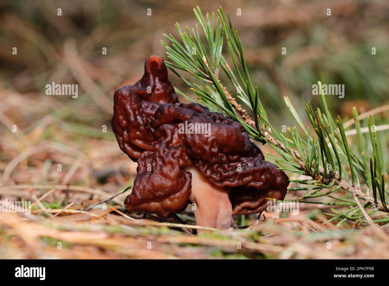 The False Morel fungus, Gyromitra esculenta, which despite its scientific name meaning 'edible' is actually deadly poisonous Stock Photo