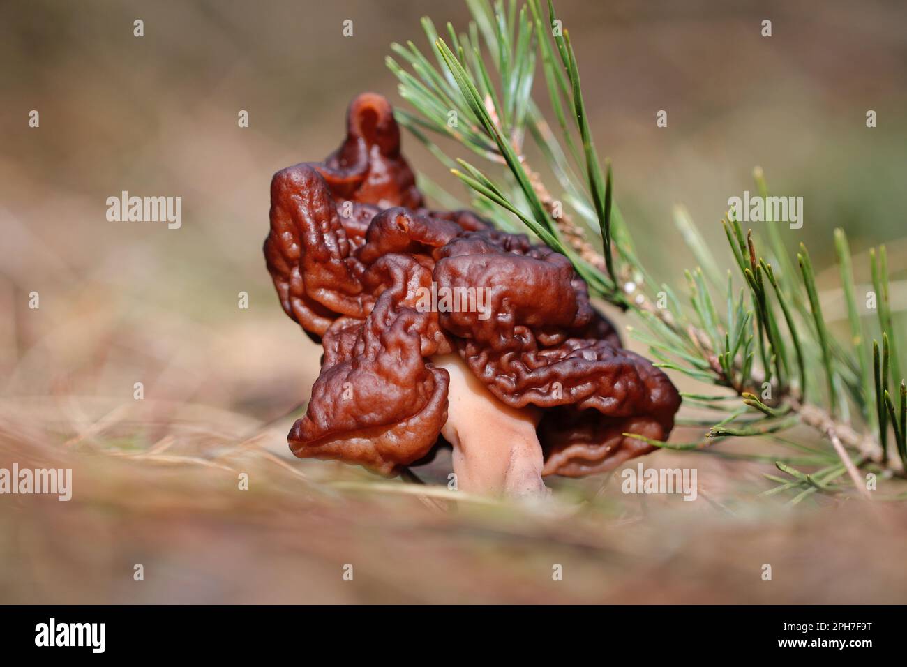 The False Morel fungus, Gyromitra esculenta, which despite its scientific name meaning 'edible' is actually deadly poisonous Stock Photo