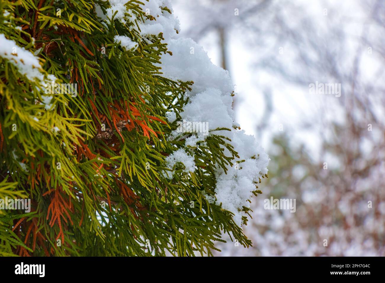 Fresh snow on the branches of thuja occidentalis Smaragd. Frozen needles of an evergreen coniferous tree thuja. Stock Photo