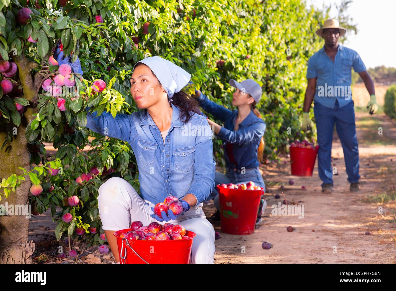 Asian woman gardener with red bucket picking plums Stock Photo - Alamy