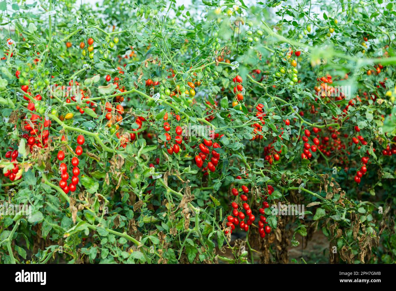 Cherry tomatoes growing on bushes in glasshouse Stock Photo