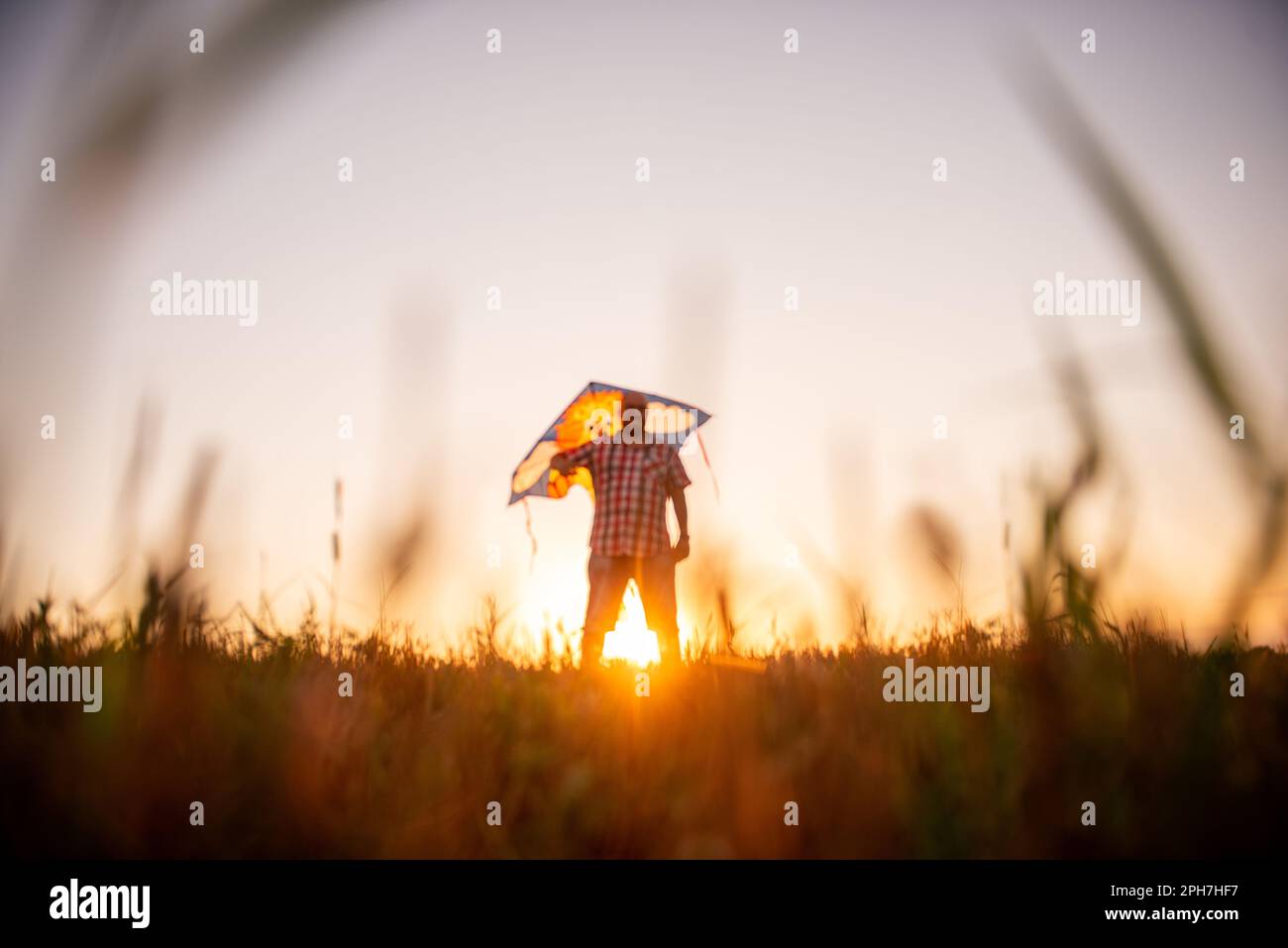 Defocused bald man with glasses with kite in the field of the sunset sun. Father plays with children in rural areas. View through the ears of the mead Stock Photo