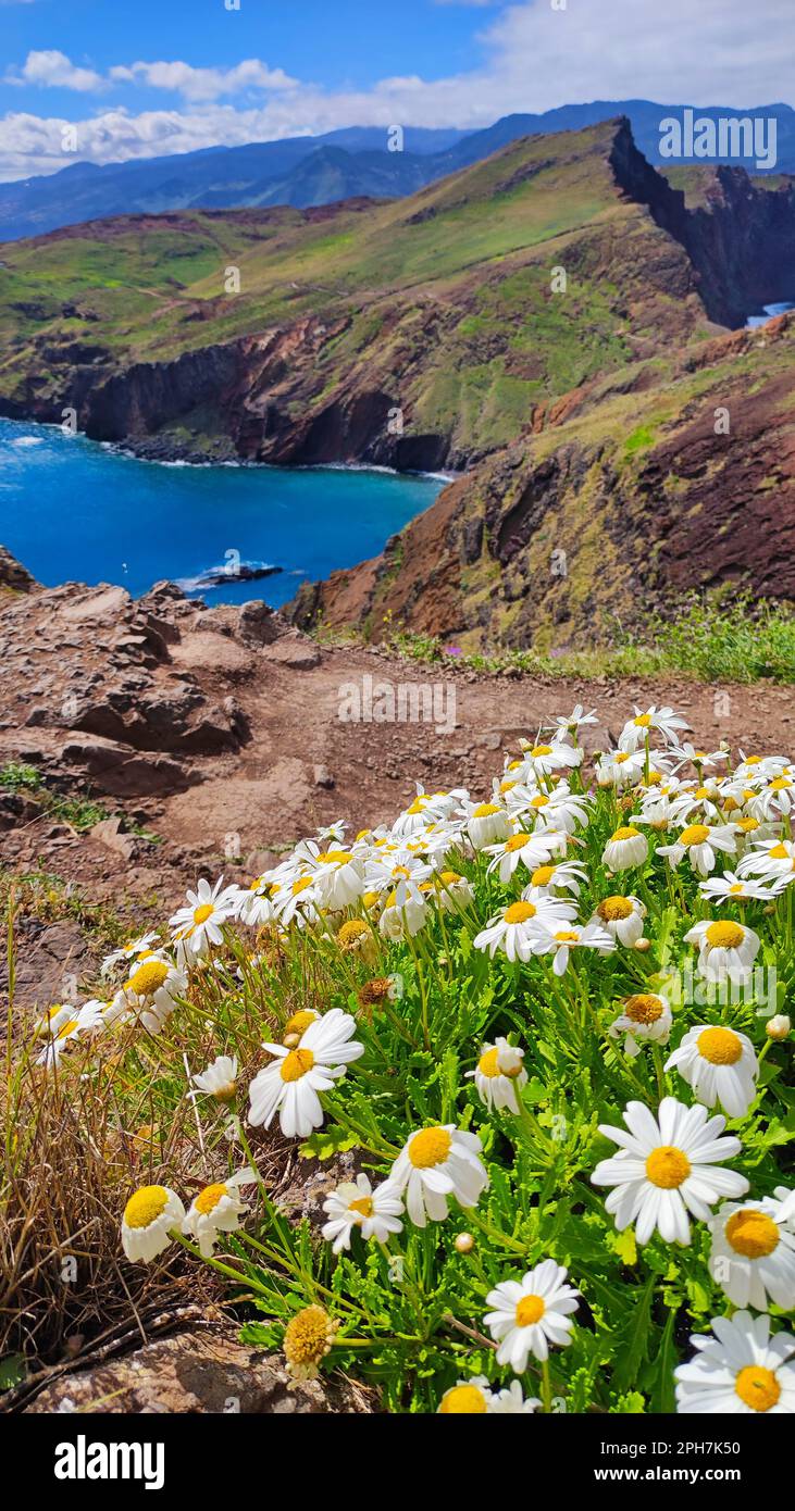 Picturesque view of Ponta de Sao Lourenco (Point of Saint Lawrence) from the touristic trail with camomile flowers in a foreground. Town of Canical, m Stock Photo