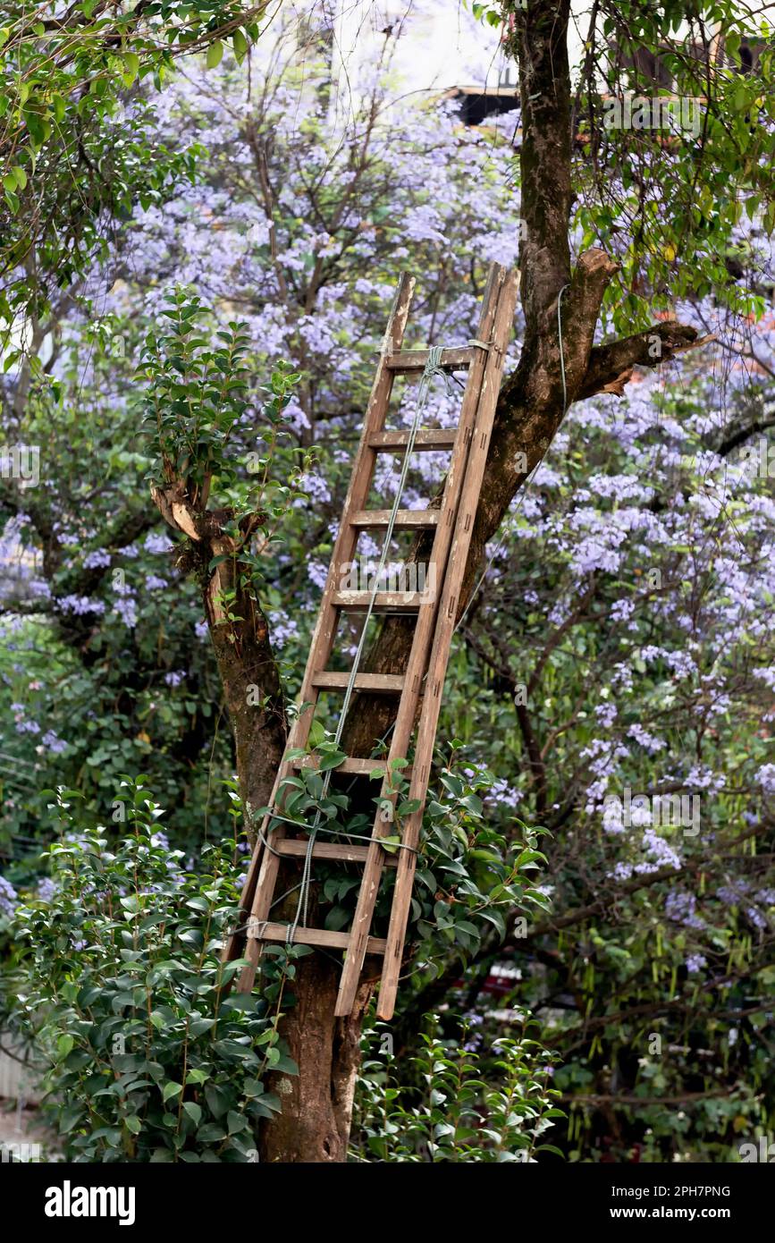 Wooden ladder tied to tree Stock Photo Alamy