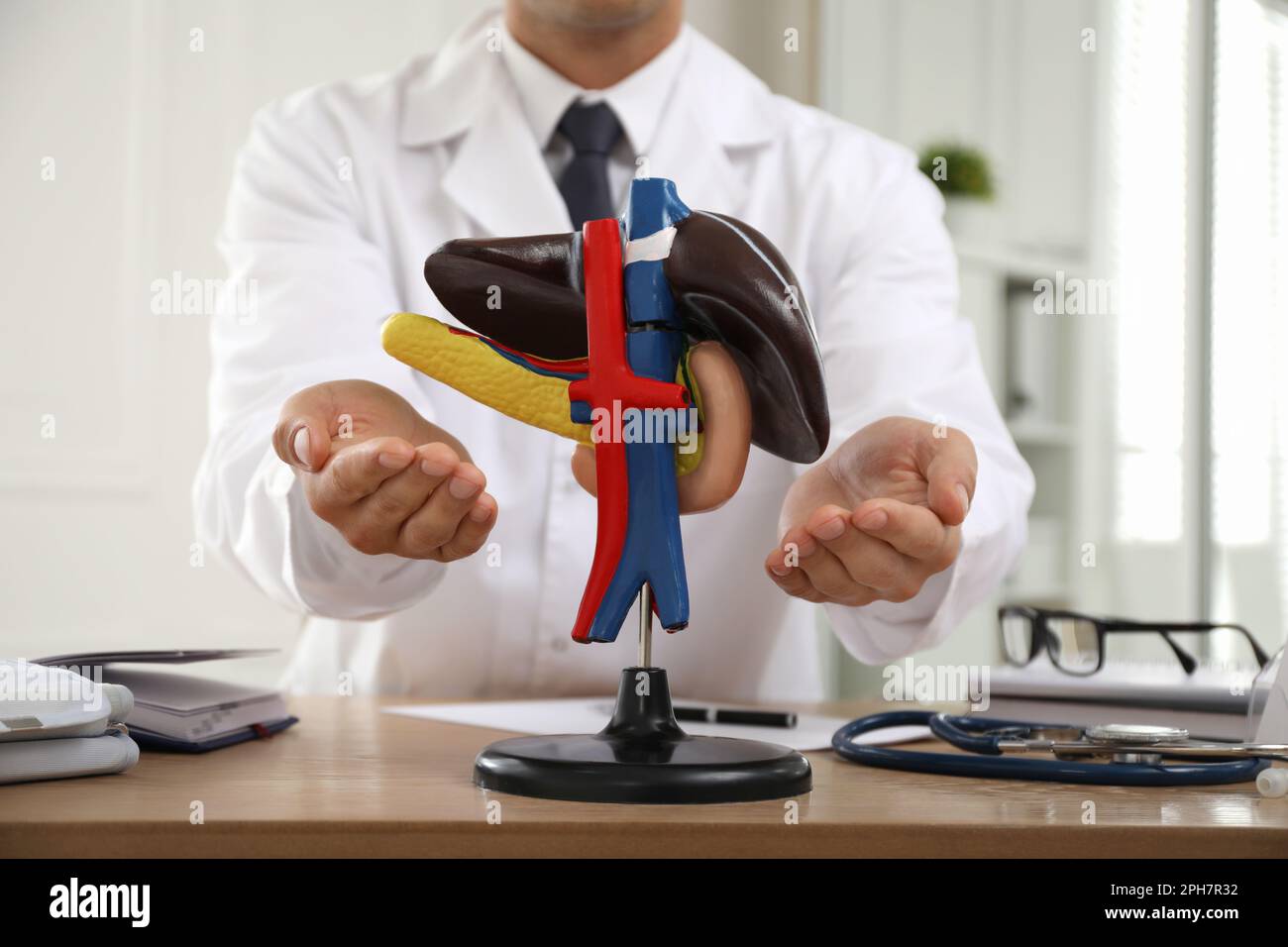 Doctor demonstrating model of liver at table in clinic, closeup Stock ...