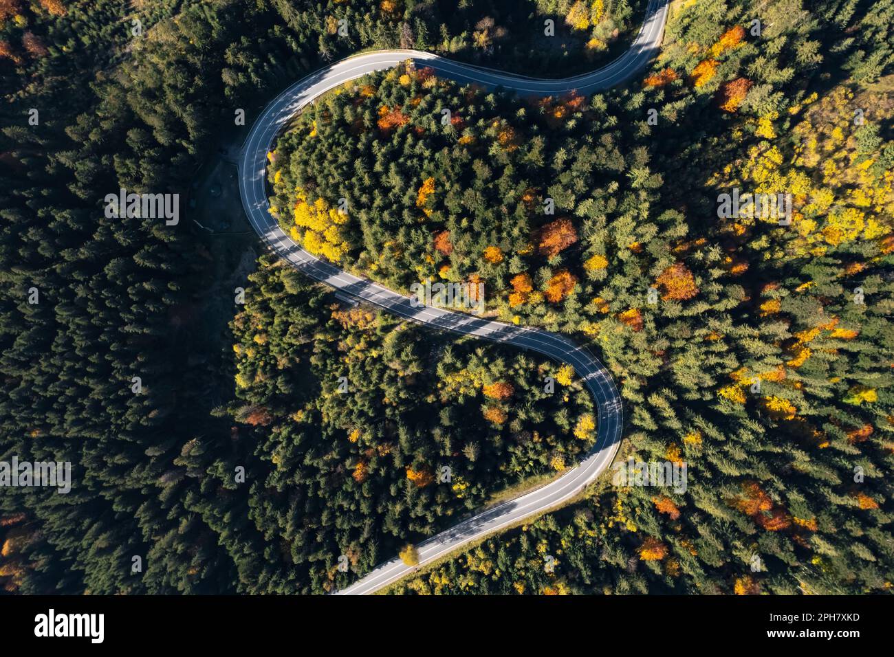 Aerial view of asphalt road surrounded by coniferous forest on sunny ...