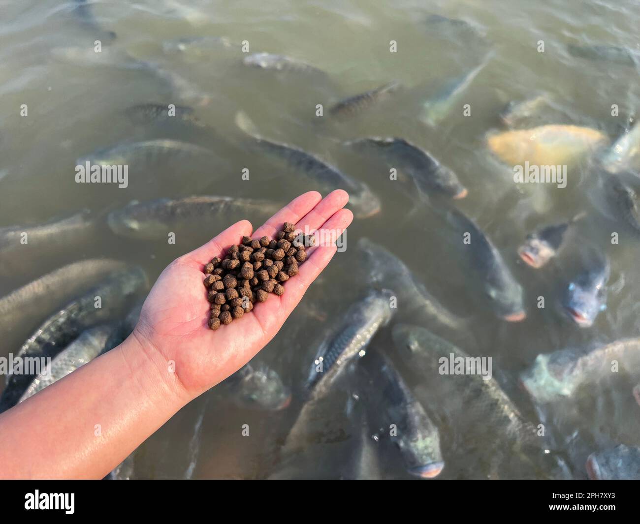 Feed the fish, close up brown pellets feeds for fish in hand, feed fish