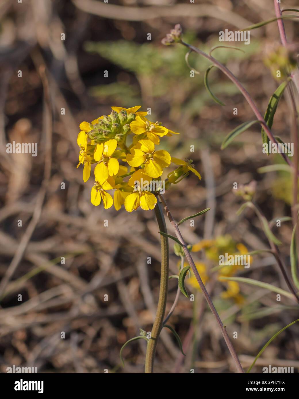 Western Wallflower (Erysimum capitatum), prairie rocket flower, or