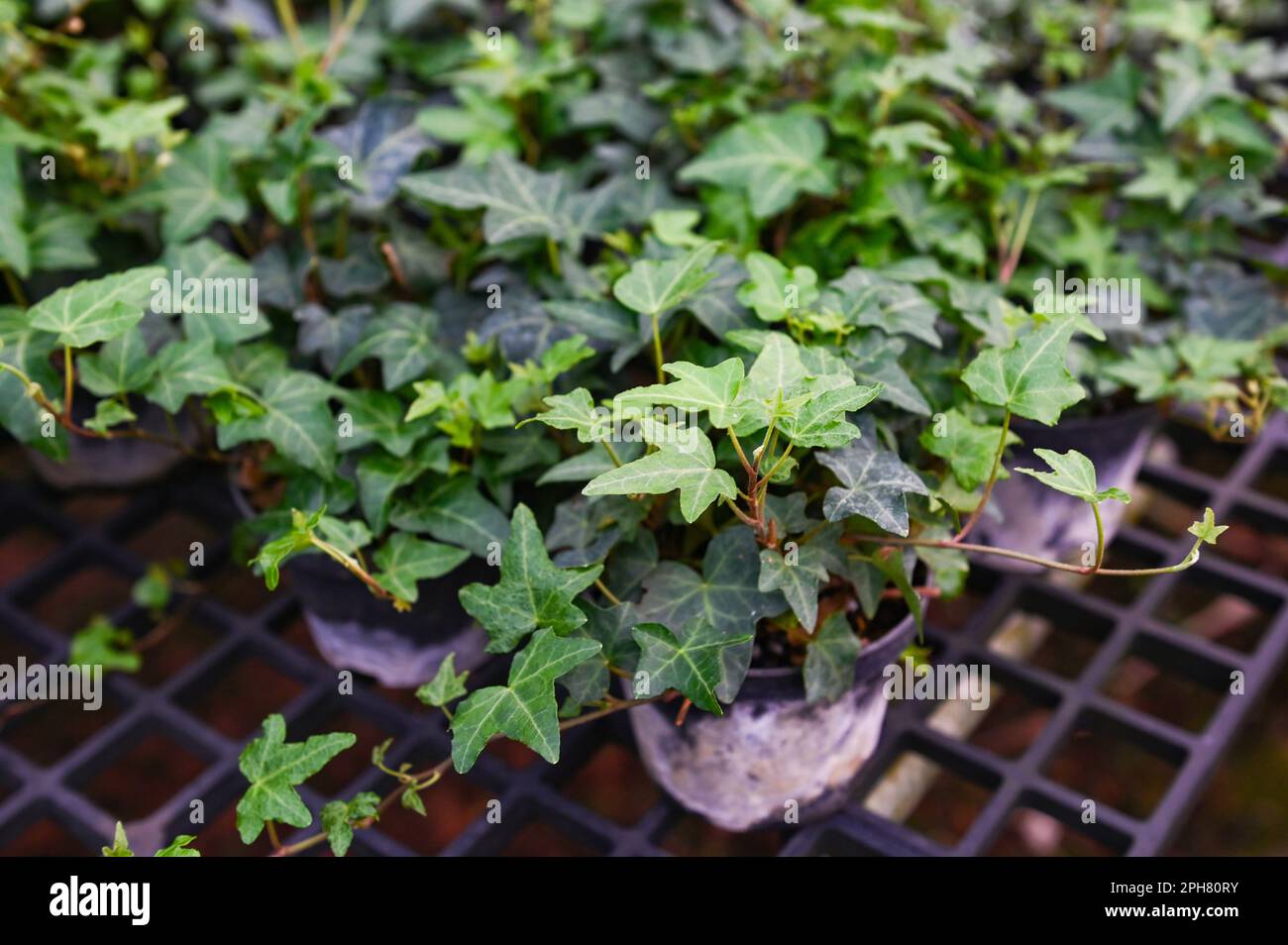 common ivy plant grow on pot in greenhouse, european ivy, english ivy or green ivy (Hedera helix) - tree ornamental plant reduce carbon Stock Photo