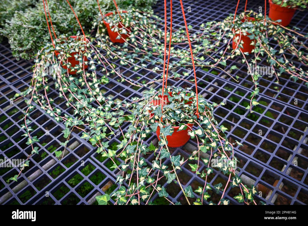 common ivy plant grow on pot in greenhouse, european ivy, english ivy