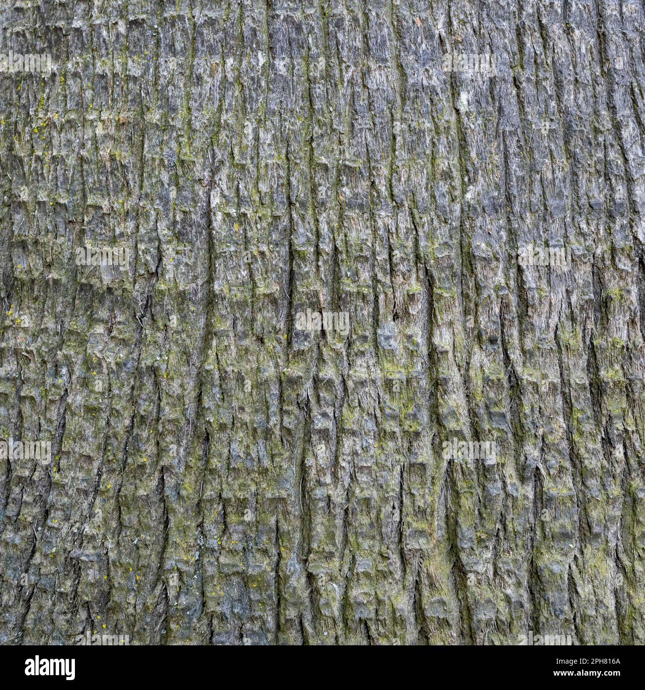 The bark of palm tree - texture or background copyspace Stock Photo