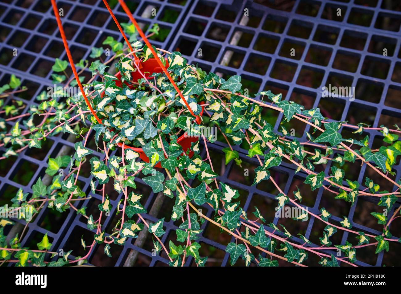 common ivy plant grow on pot in greenhouse, european ivy, english ivy