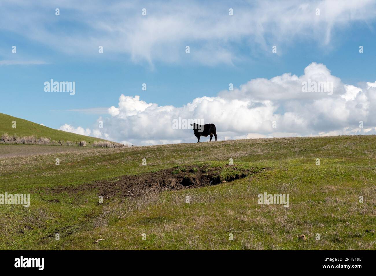 A black cow standing in front of a sinkhole in a pasture with green grass, against clouds copy space and blue sky, rural scene of California's Central Stock Photo