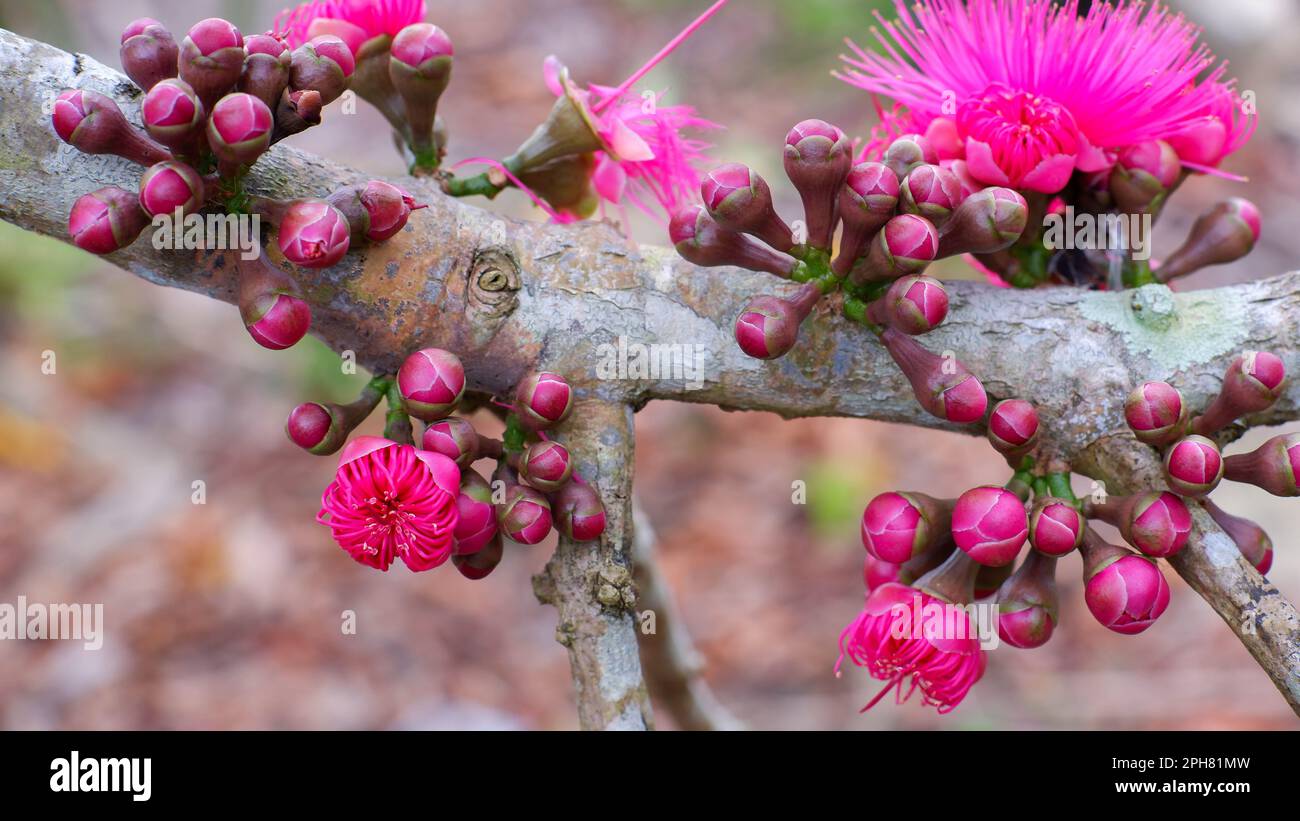 Guava Flowers That Are Still Buds And Blooming, Pink In Color, In Belo Laut Village During The Day Stock Photo