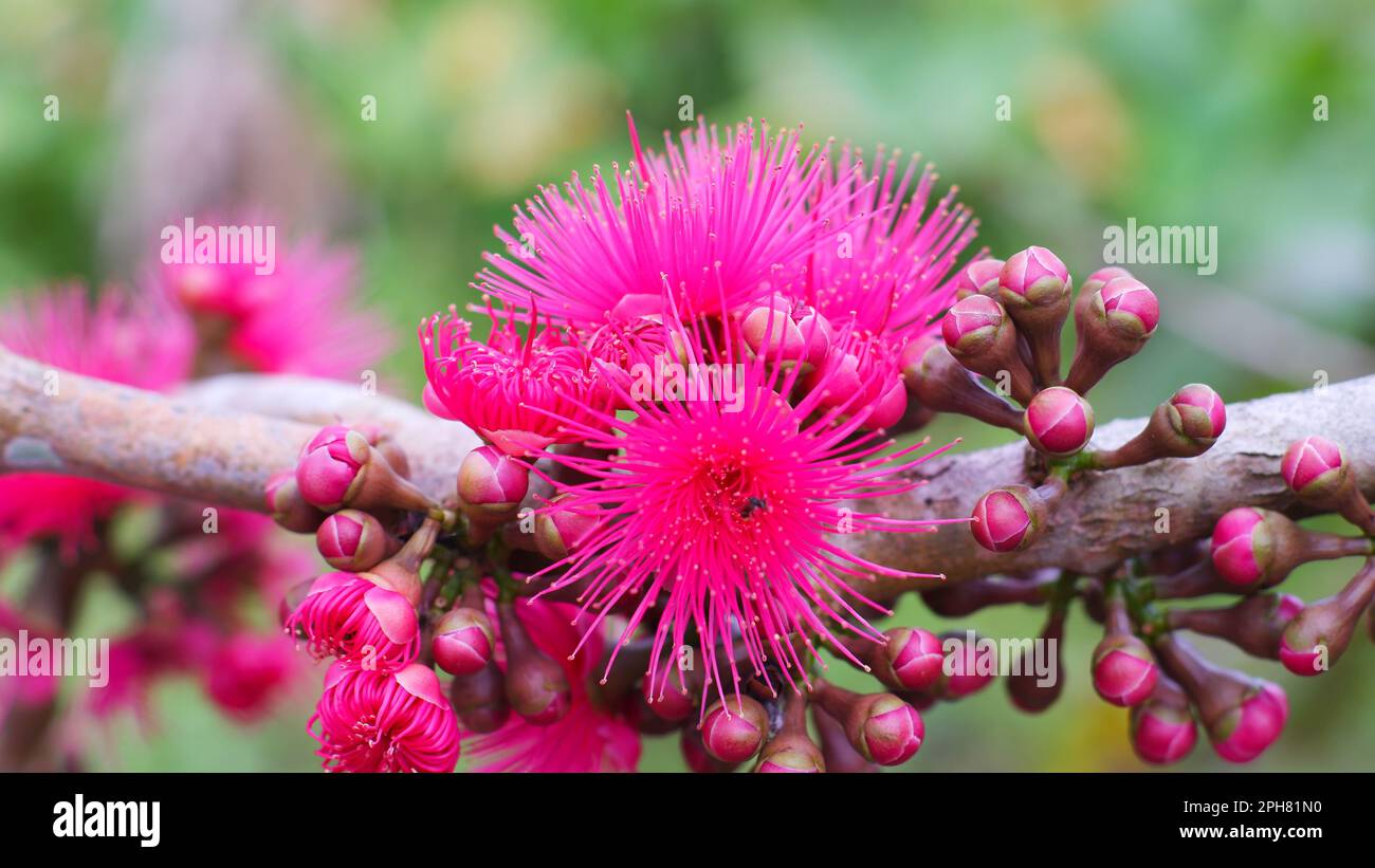 Guava Flowers (Syzygium Malaccense) Are Blooming Pink, In The Village Of Belo Laut During The Day Stock Photo