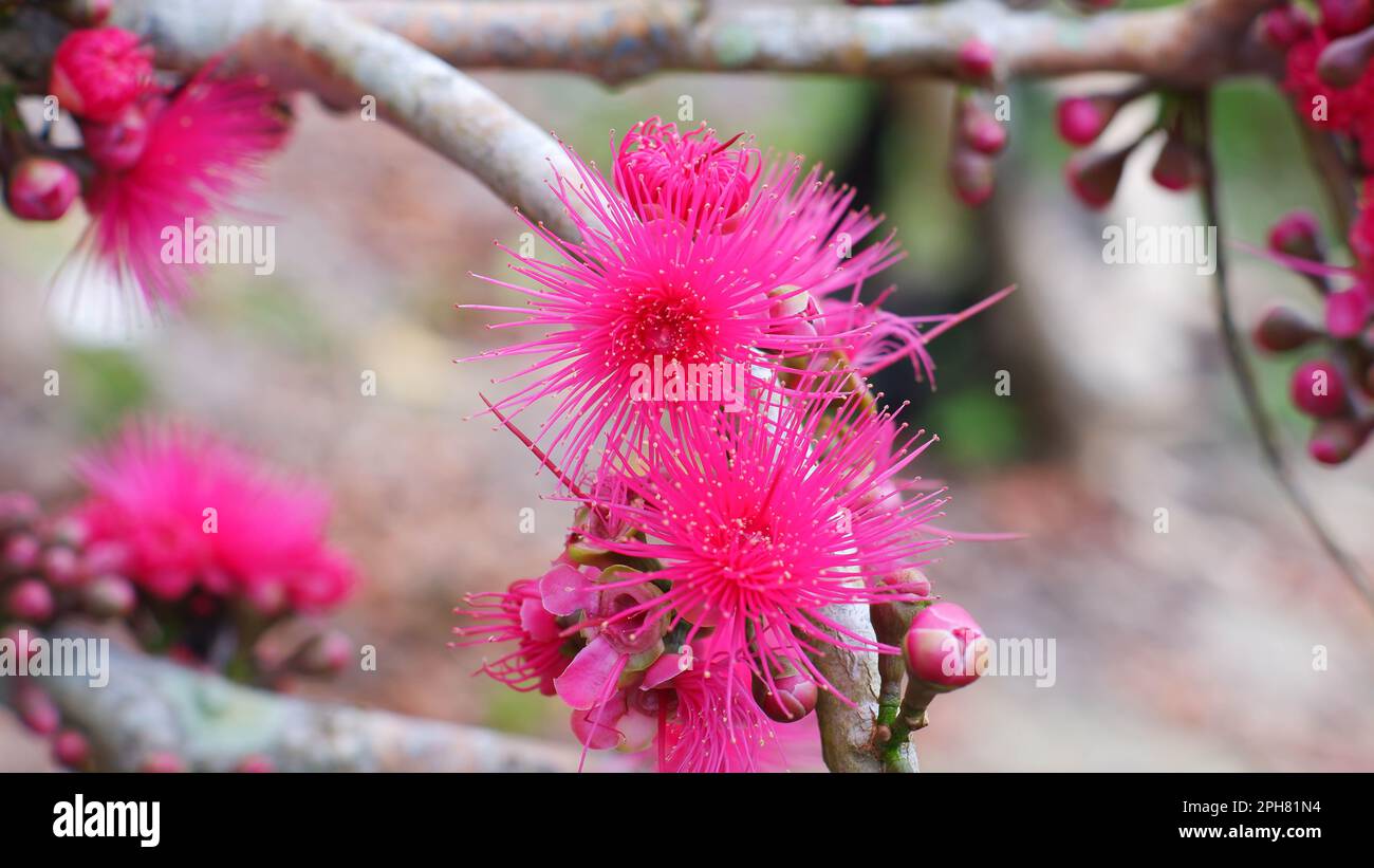 Pink Guava Flowers (Syzygium Malaccense) Are Blooming Pink, In The Village Of Belo Laut During The Day Stock Photo