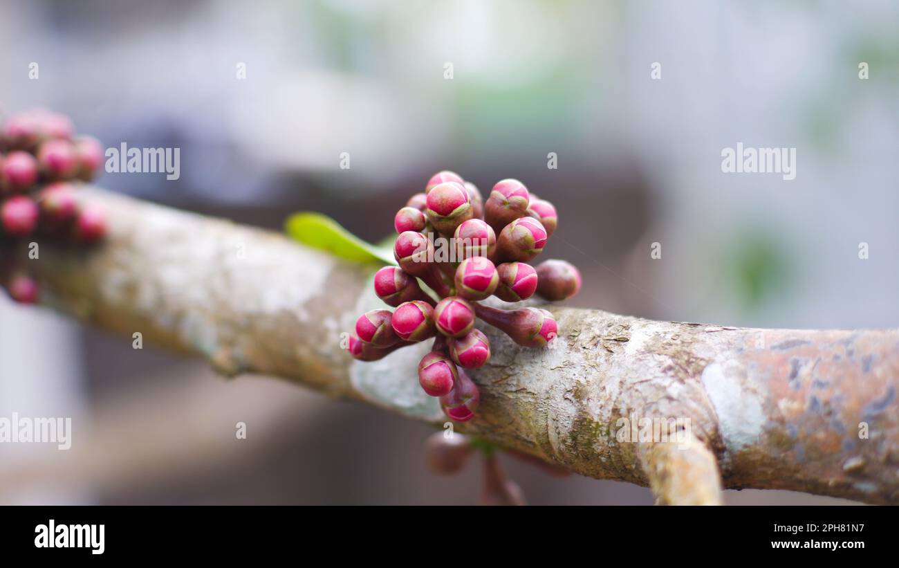 Guava Flower Buds (Syzygium Malaccense) In Belo Laut Village During The Day Stock Photo