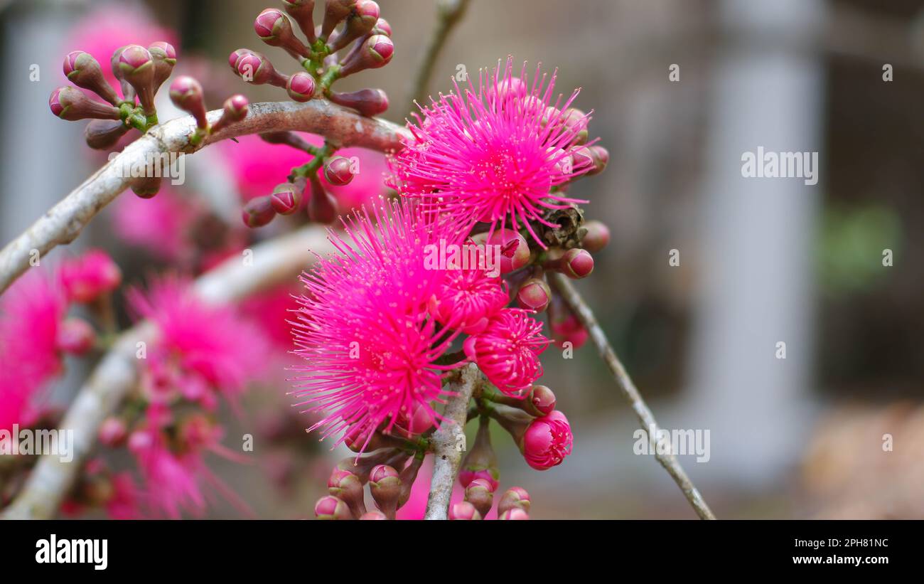 Guava Flower Or Also Called Syzygium Malaccense, In The Village Of Belo Laut During The Day Stock Photo