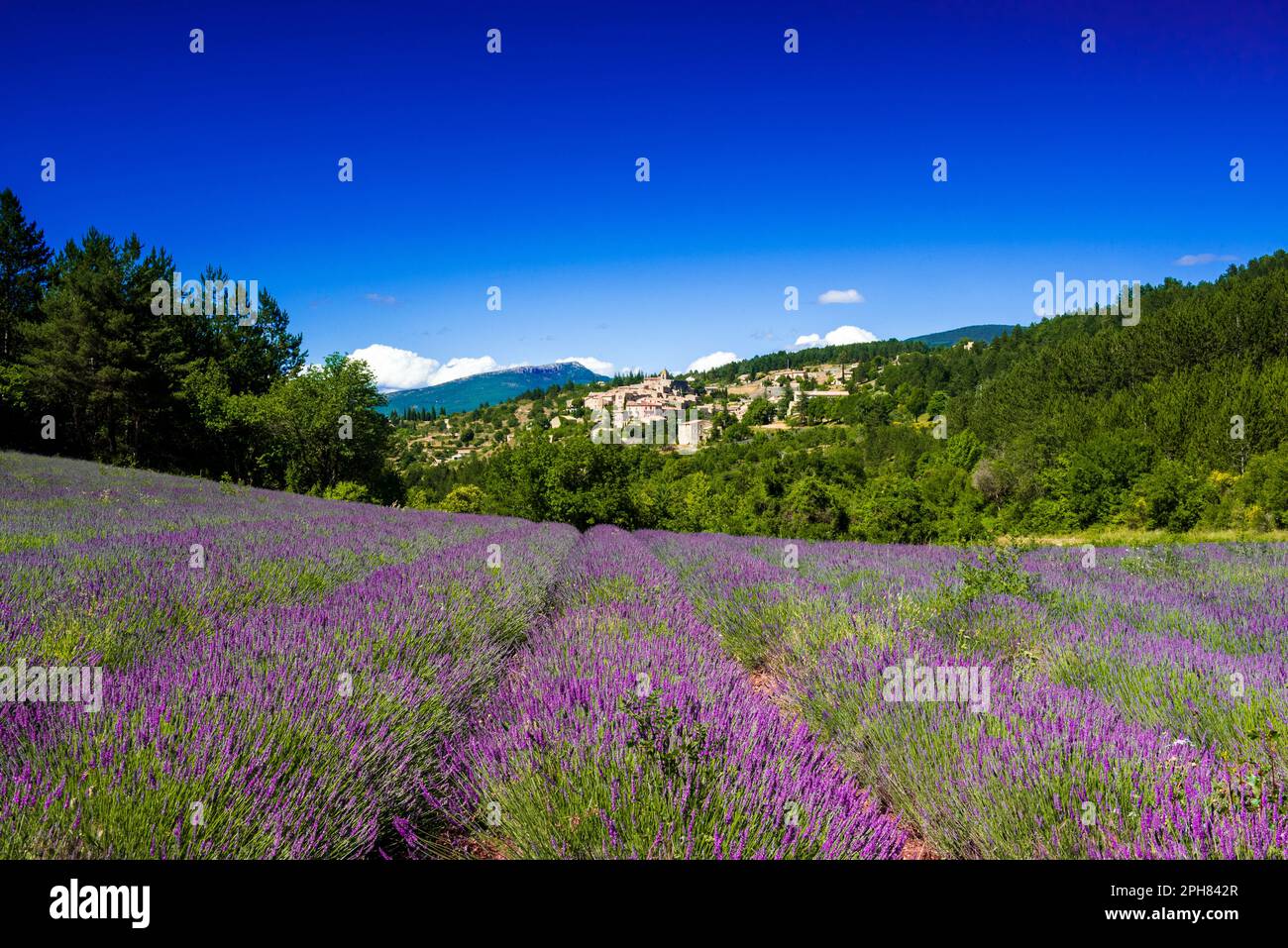 Aurel village and lavender fields in south of France Stock Photo