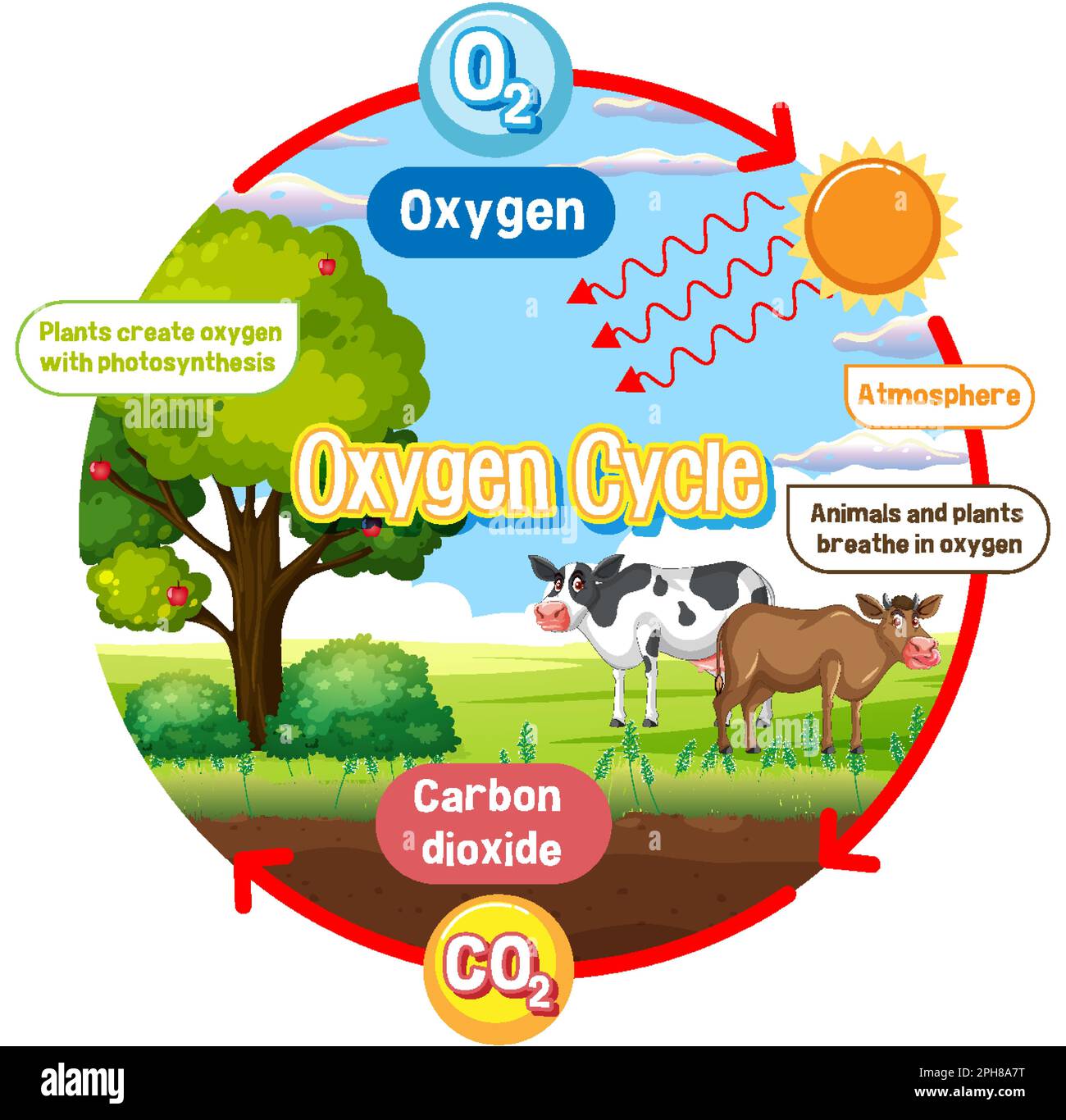 Oxygen Cycle Diagram for Science Education illustration Stock Vector