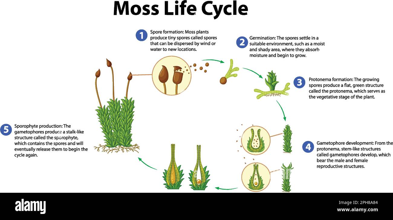 Moss Life Cycle Diagram for Science Education illustration Stock Vector