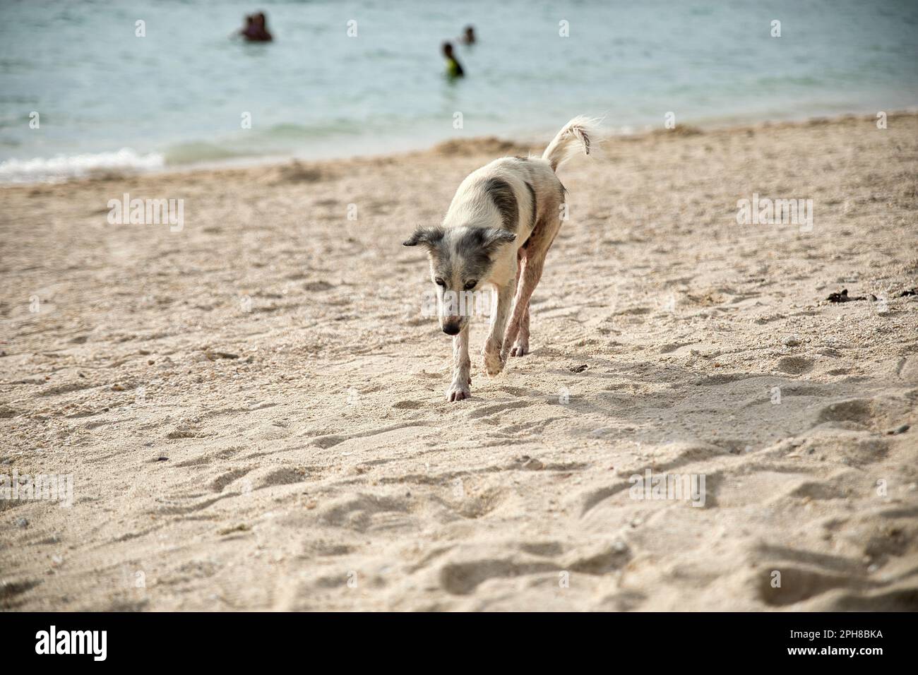 Full body shot of white dog walking along the beach. Stock Photo
