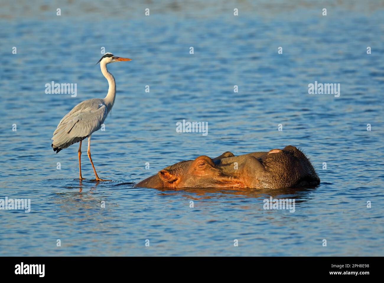 Grey heron (Ardea cinerea) standing on a submerged hippo, Kruger National Park, South Africa Stock Photo