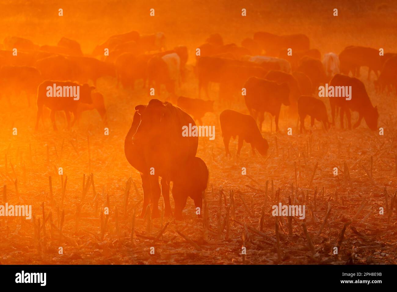 Silhouette of free-range cattle walking on dusty field at sunset, South Africa Stock Photo