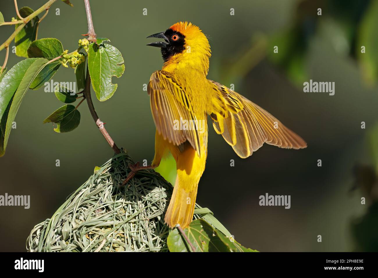 A male lesser masked weaver (Ploceus intermedius) sitting on its nest, South Africa Stock Photo
