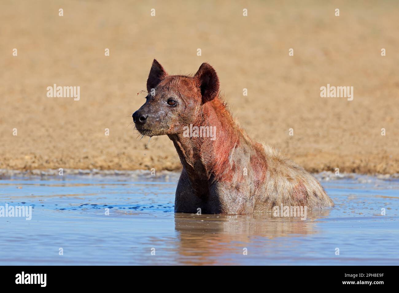 A blood covered spotted hyena (Crocuta crocuta) in shallow water, Kalahari desert, South Africa Stock Photo